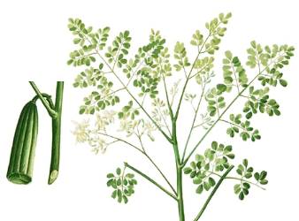 Moringa_oleifera