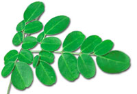 moringa oleifera leaf